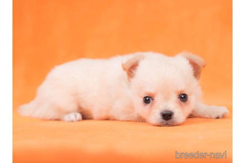 成約済の東京都のチワワ(ロングコート)-200329の3枚目